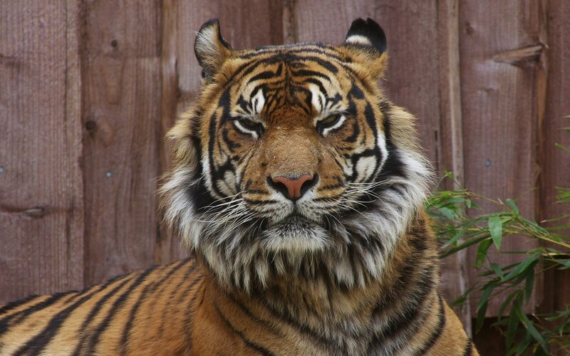 Tiger in Enclosure — Bamboo