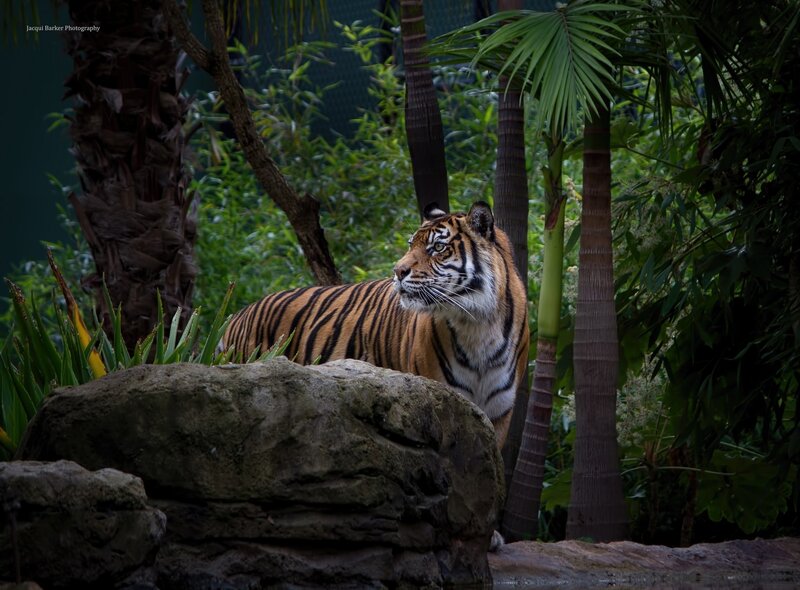Tiger in Enclosure — Brown