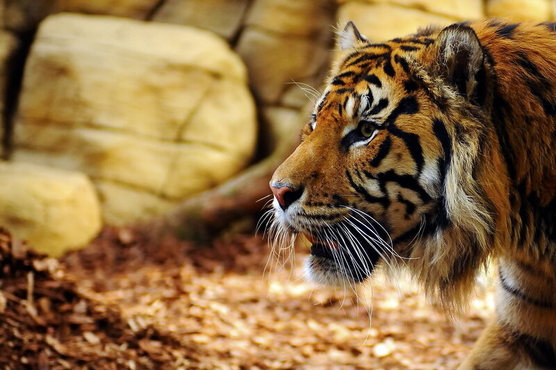 Tiger in Enclosure — Orange, Alert, Afternoon, Photograph