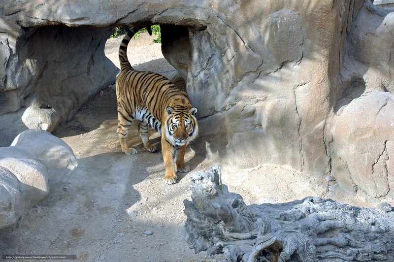 Tiger in Enclosure — Orange, Alert, Afternoon