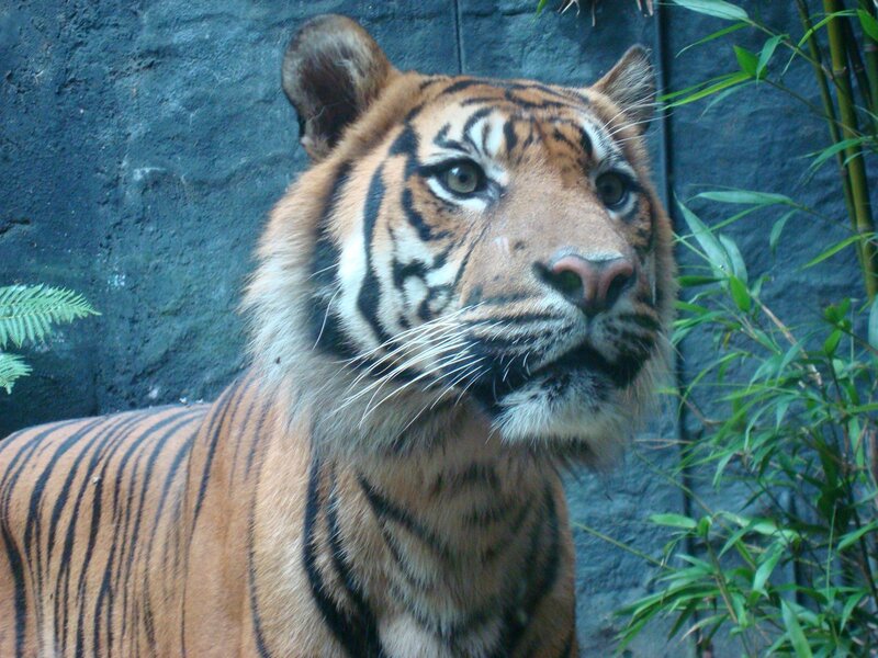 Tiger in Enclosure — Orange, Alert, Photograph
