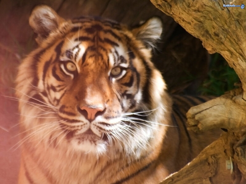 Tiger in Enclosure — Orange, Alert, Photograph, Tree Trunk