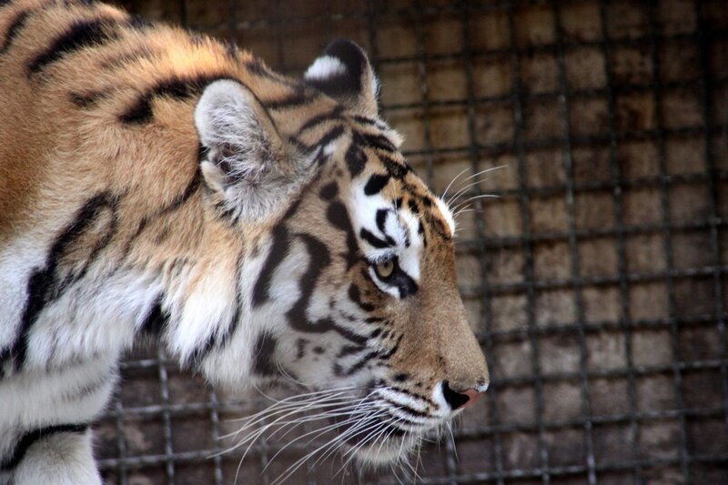 Tiger in Enclosure — Orange, Alert
