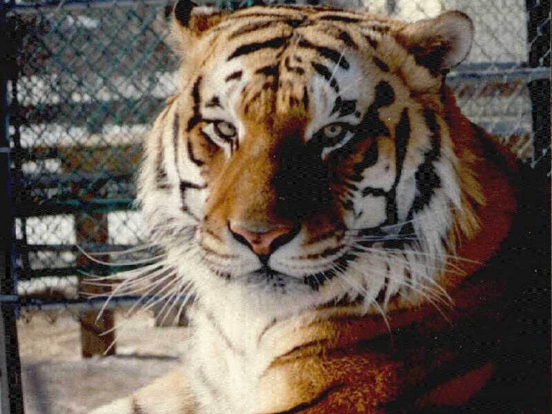 Tiger in Enclosure — Orange, Calm, Photograph, Chain-link Fence