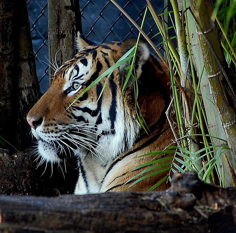 Tiger in Enclosure — Orange, Calm, Photograph, Fence