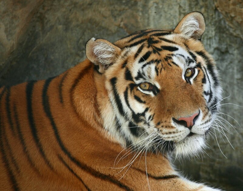Tiger in Enclosure — Orange, Calm, Photograph, Rock Wall