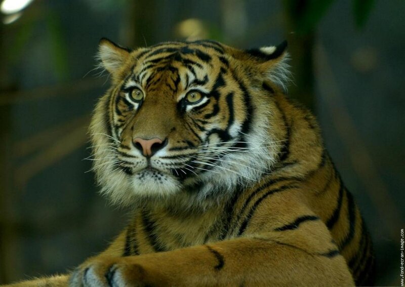 Tiger in Enclosure — Orange, Calm, Photograph