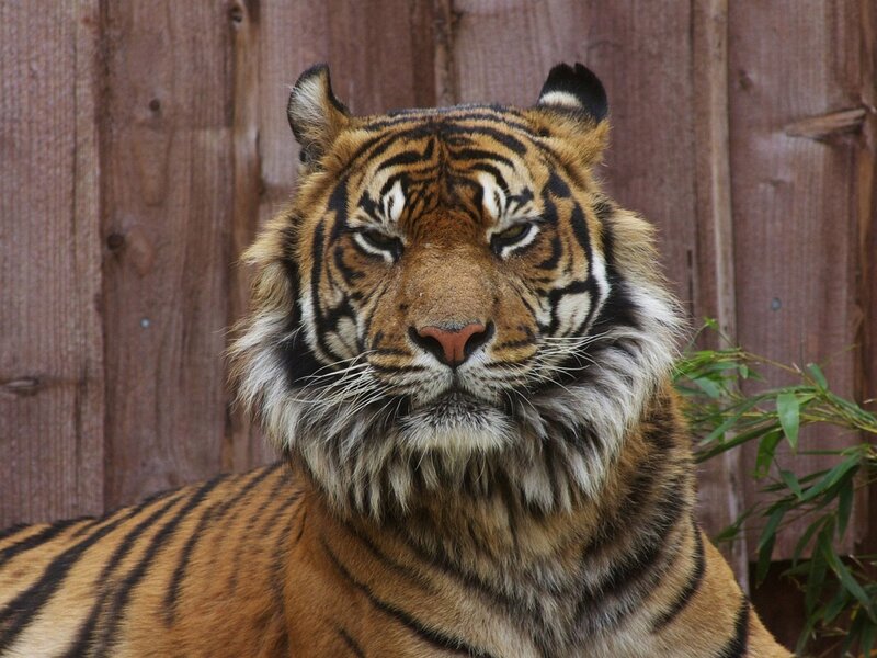 Tiger in Enclosure — Orange, Calm
