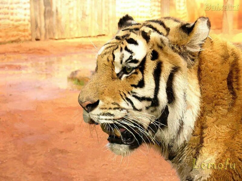 Tiger in Enclosure — Orange, Intense, Photograph, Dirt Ground