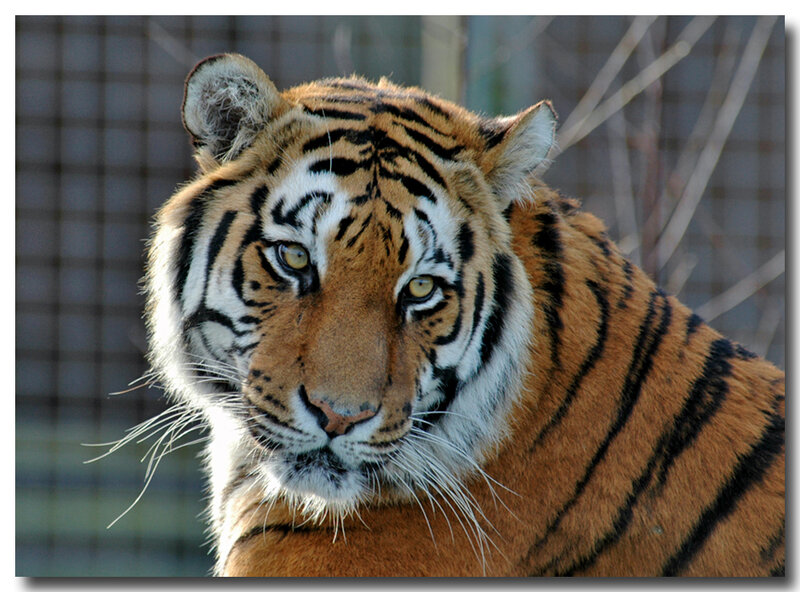 Tiger in Enclosure — Orange, Intense, Photograph