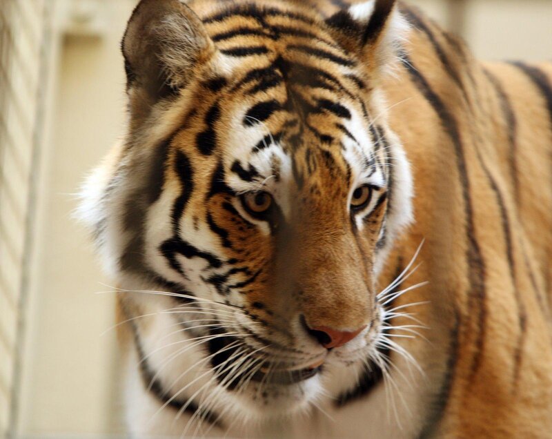 Tiger in Enclosure — Orange, Intense