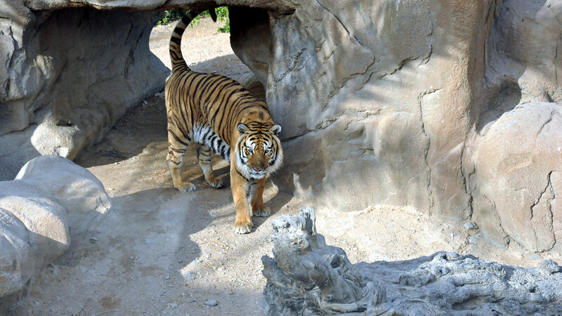 Tiger in Enclosure — Orange, Natural