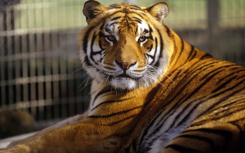 Tiger in Enclosure — Orange