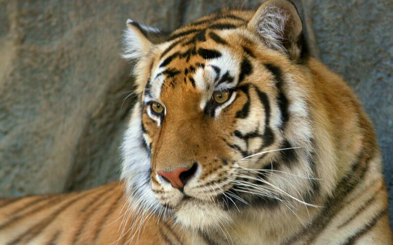 Tiger in Enclosure — White
