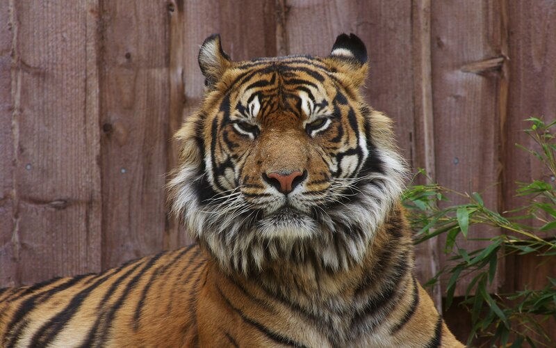 Tiger in Enclosure — Wooden Fence