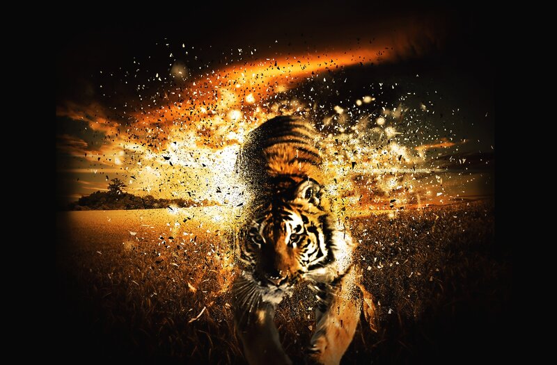 Tiger in Field
