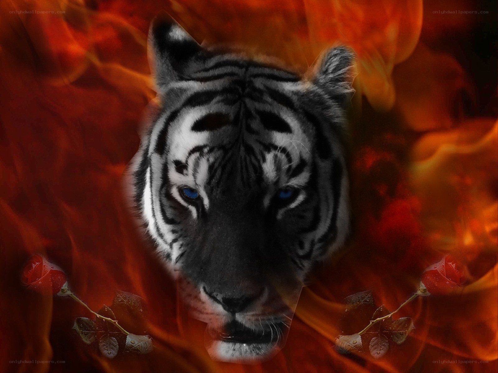 tiger in flames