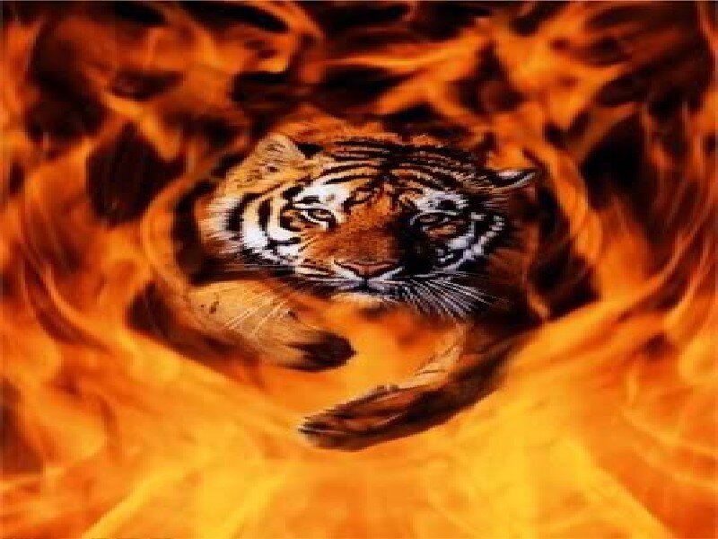 tiger in flames