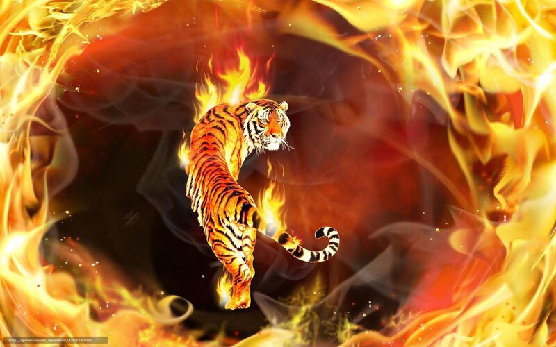 Tiger in Flames — Dramatic