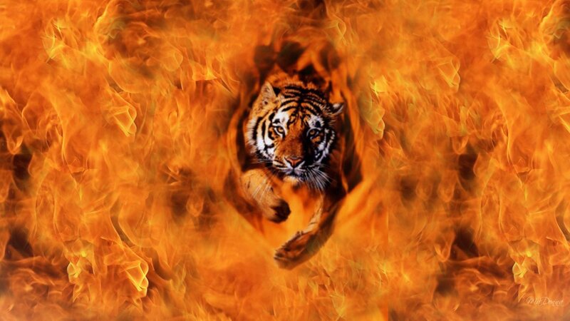 Tiger in Flames — Orange, Dramatic