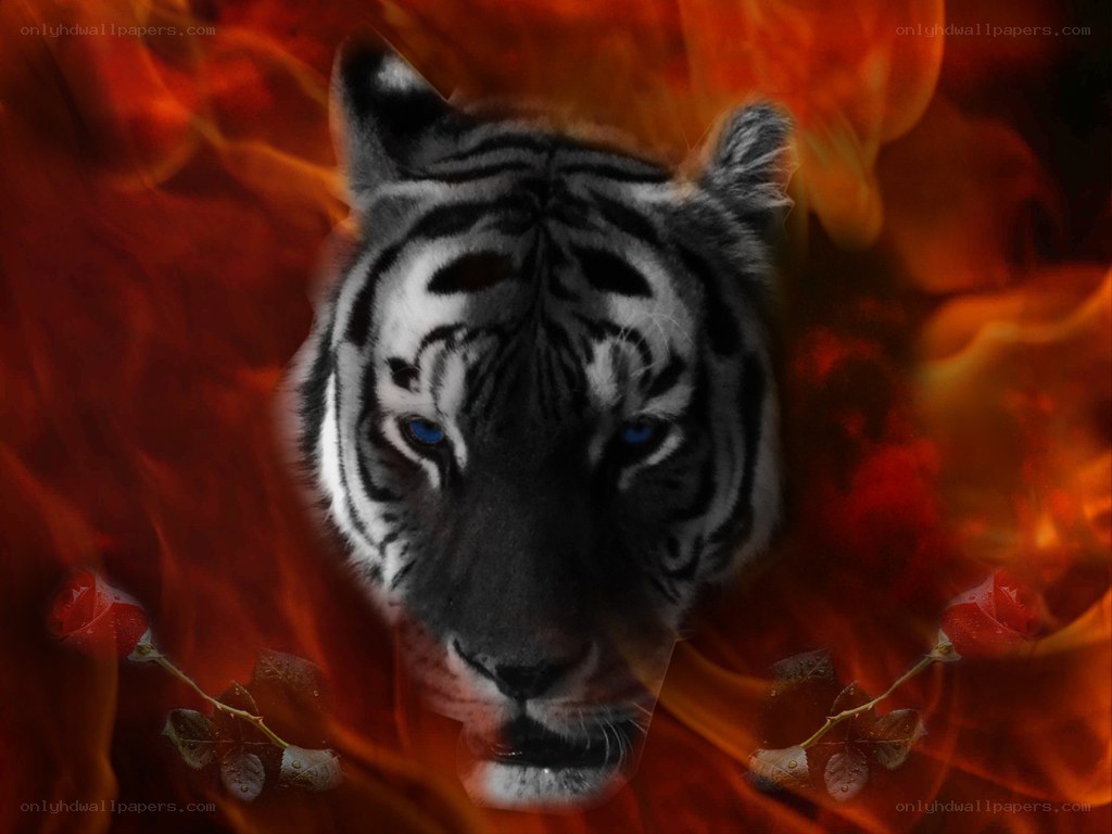 tiger in flames with roses