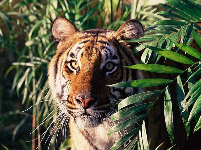 Tiger in Foliage — Green, Alert, Afternoon, Photograph, Leaves