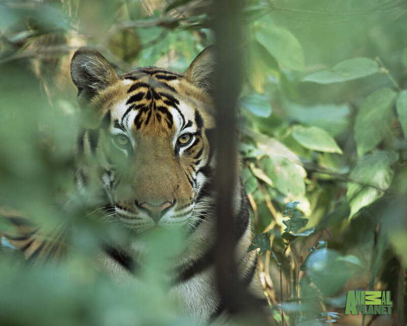 Tiger in Foliage — Green, Alert, Afternoon, Photograph