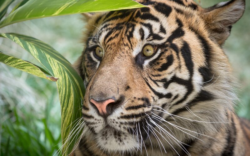 Tiger in Foliage — Green, Alert, Photograph
