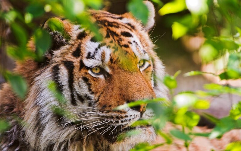 Tiger in Foliage — Green, Alert