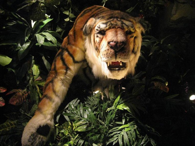 Tiger in Foliage — Green