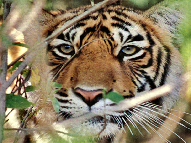 Tiger in Foliage — Orange, Alert, Afternoon