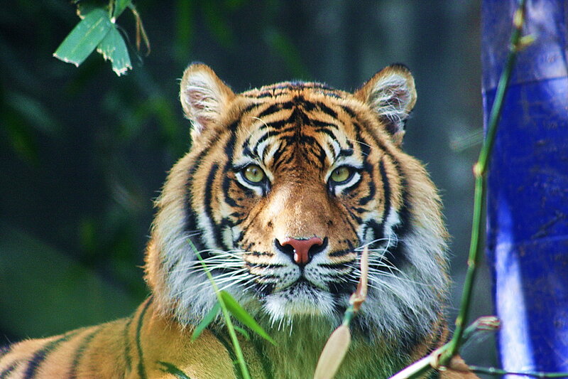 Tiger in Foliage — Orange, Alert, Photograph, Bamboo