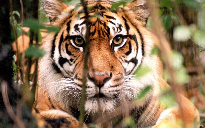Tiger in Foliage — Orange, Alert, Photograph, Leaves
