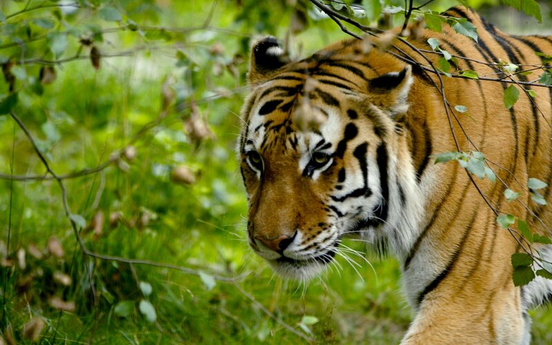 Tiger in Foliage — Orange, Alert, Photograph