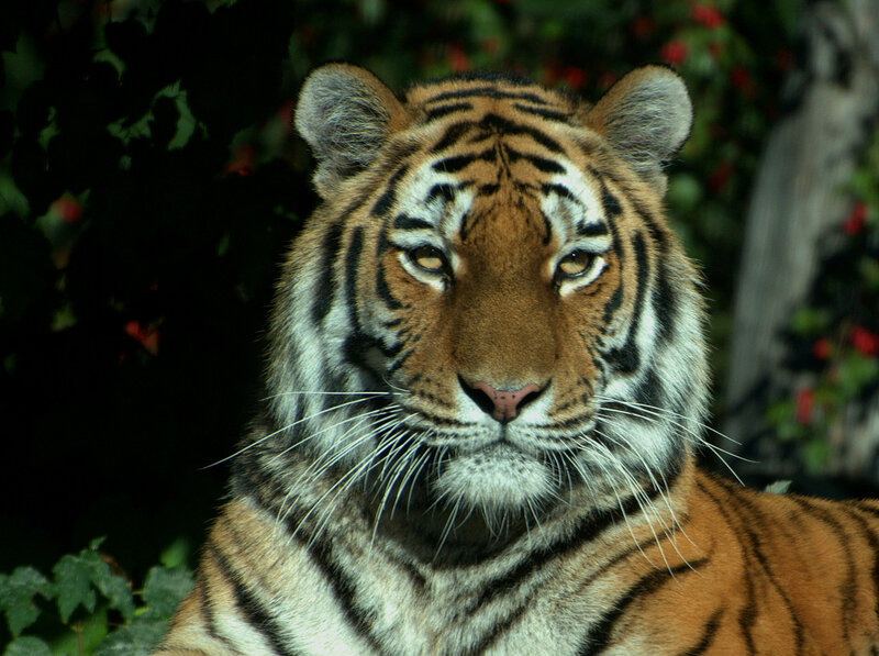 Tiger in Foliage — Orange, Calm, Afternoon