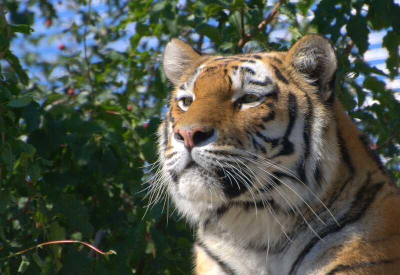 Tiger in Foliage — Orange, Calm