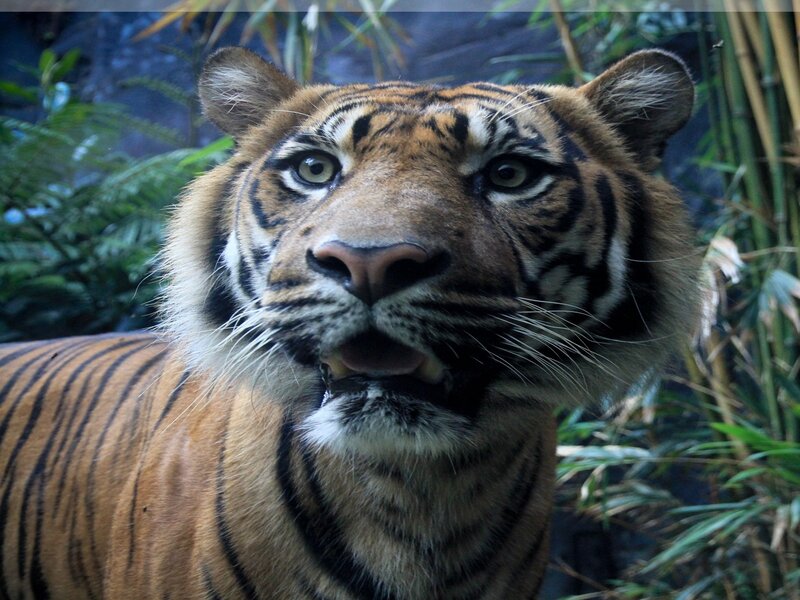 Tiger in Foliage — Orange, Intense, Photograph