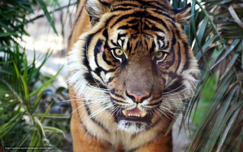 Tiger in Foliage — Orange, Intense