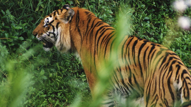 Tiger in Foliage — Orange, Natural