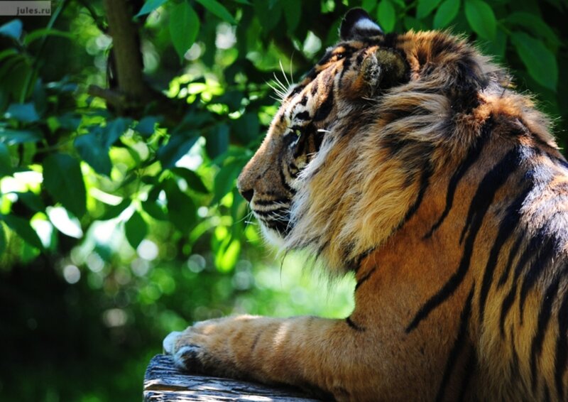 Tiger in Foliage — Orange