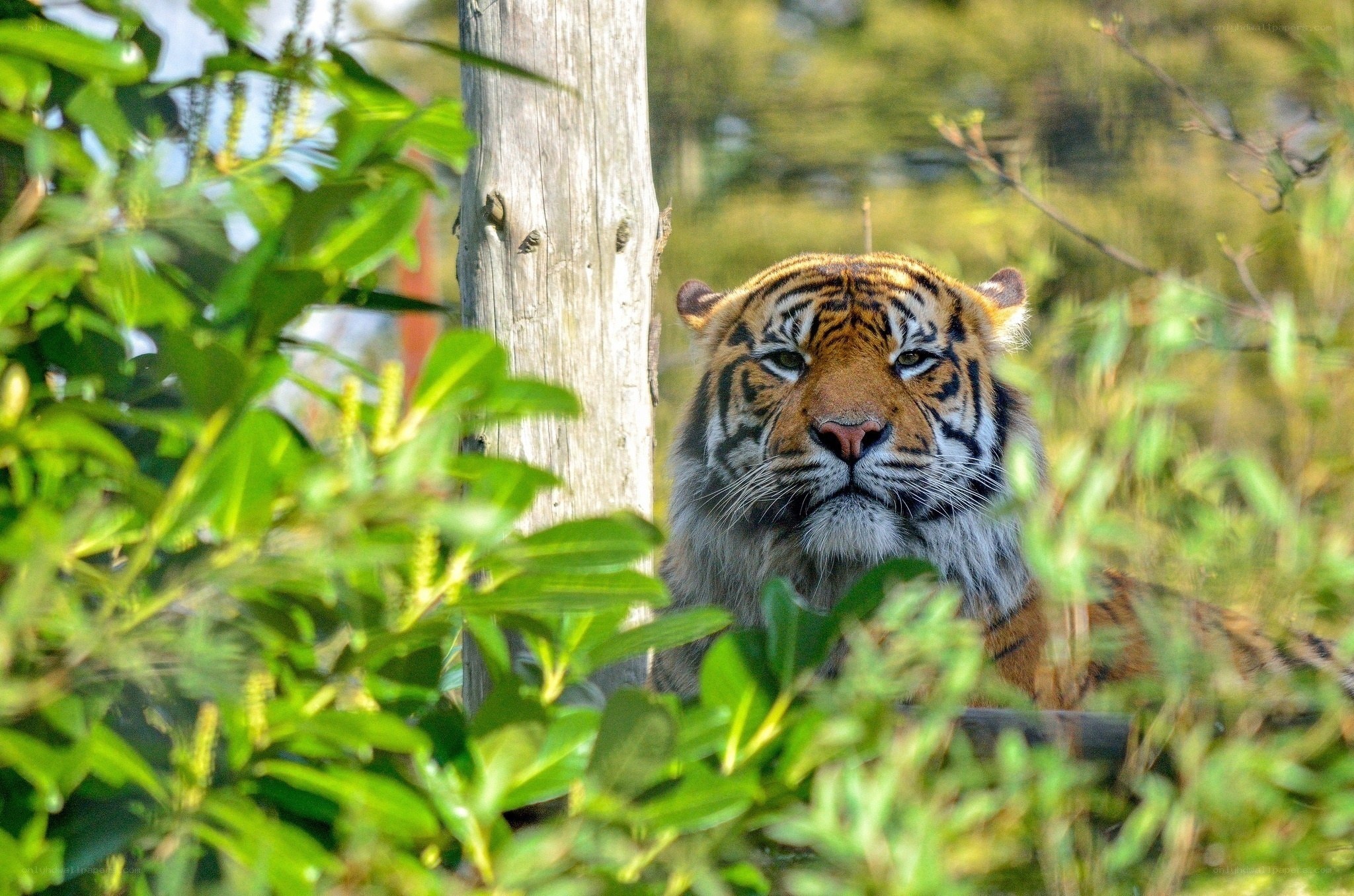 tiger in foliage