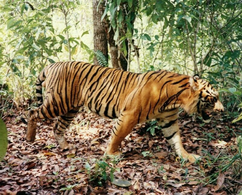 Tiger in forest