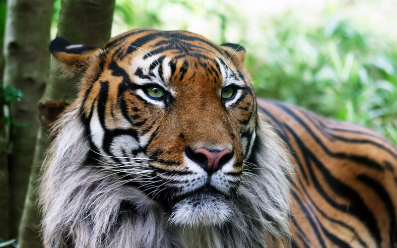 tiger in forest