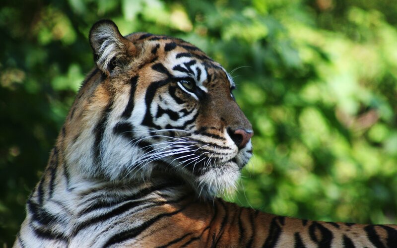 tiger in forest