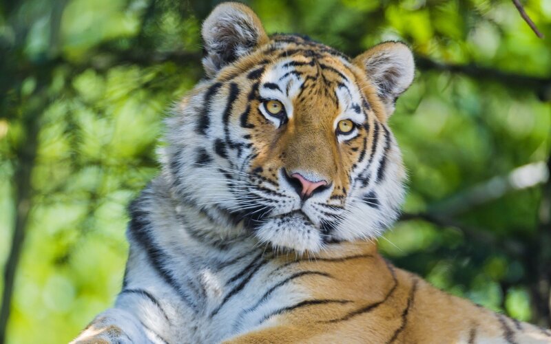 tiger in forest
