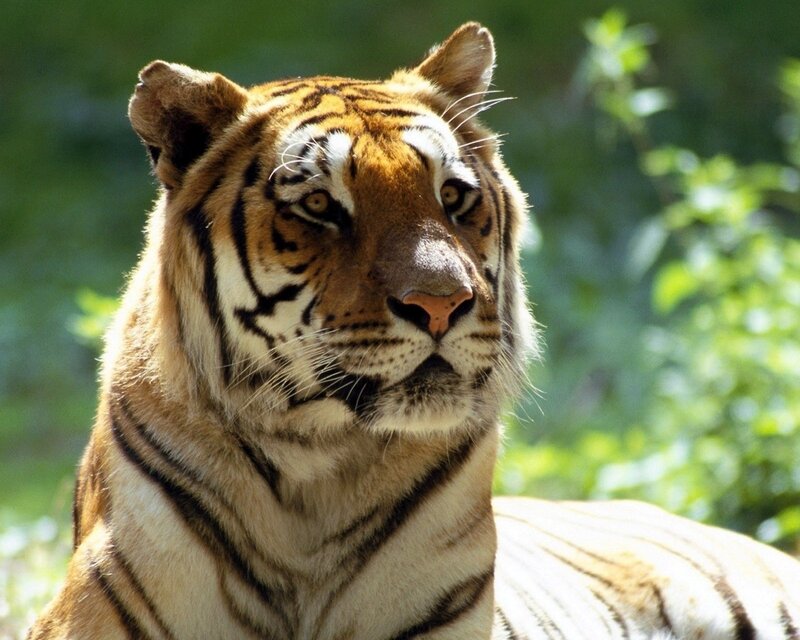 Tiger in Forest — Afternoon