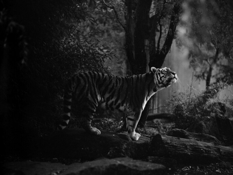 Tiger in Forest — Black, Dramatic