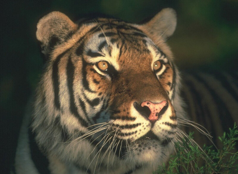 Tiger in Forest — Brown, Intense, Night