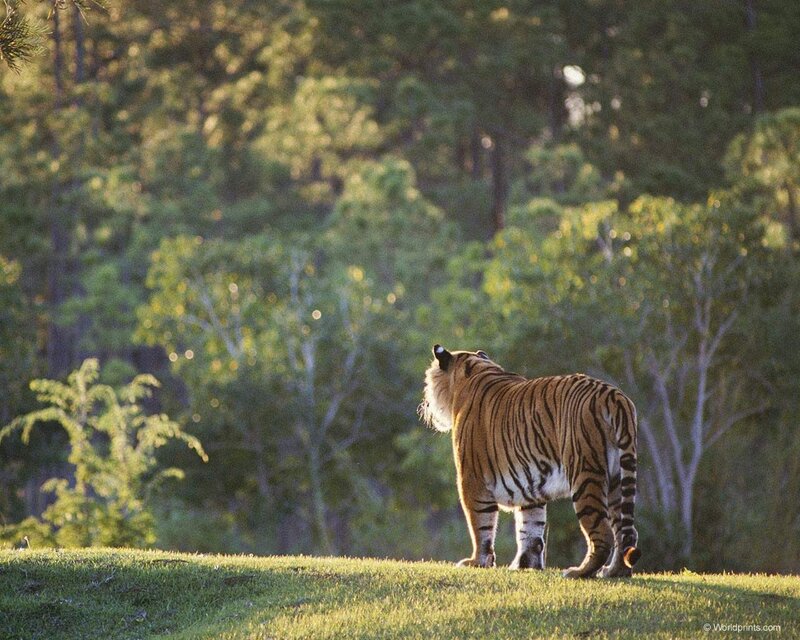Tiger in forest clearing