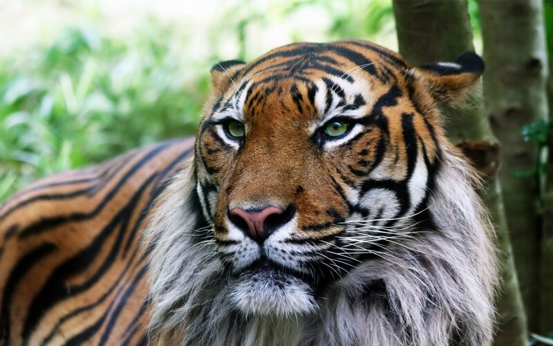 tiger in forest close-up